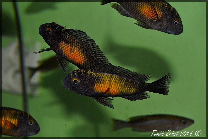 Tropheus moorii Mpulungu