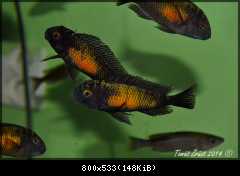 Tropheus moorii Mpulungu