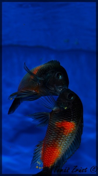 Tropheus spec. Bulu Point