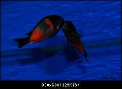 Tropheus spec. Bulu Point