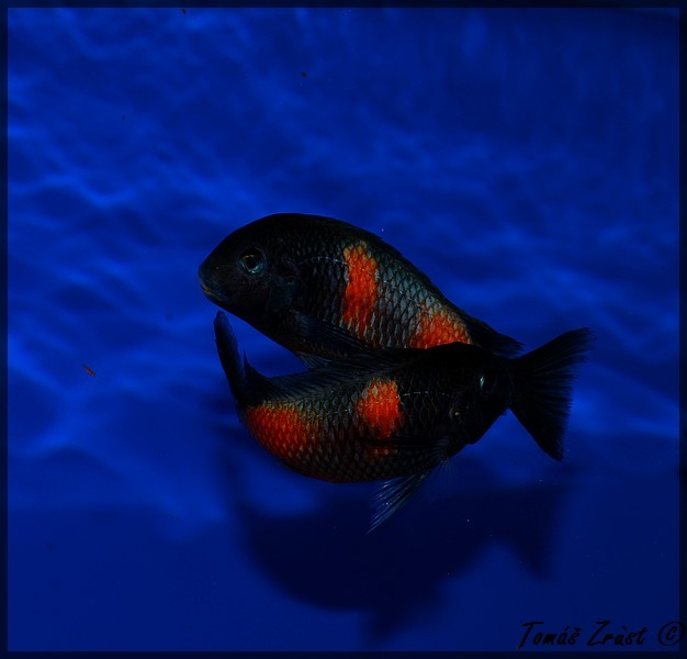 Tropheus spec. Bulu Point