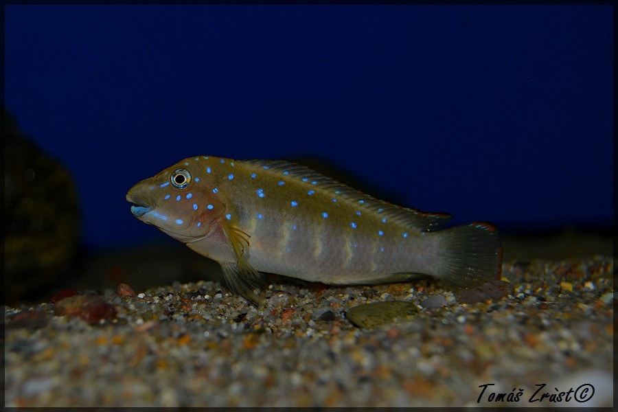 Eretmodus Cyanostictus Kasanga