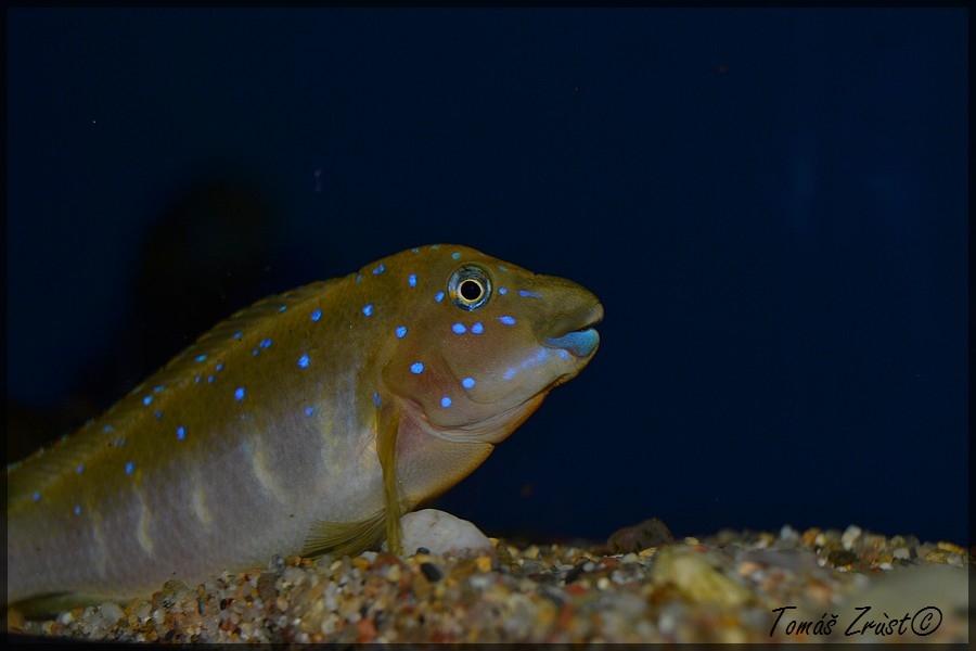 Eretmodus Cyanostictus Kasanga