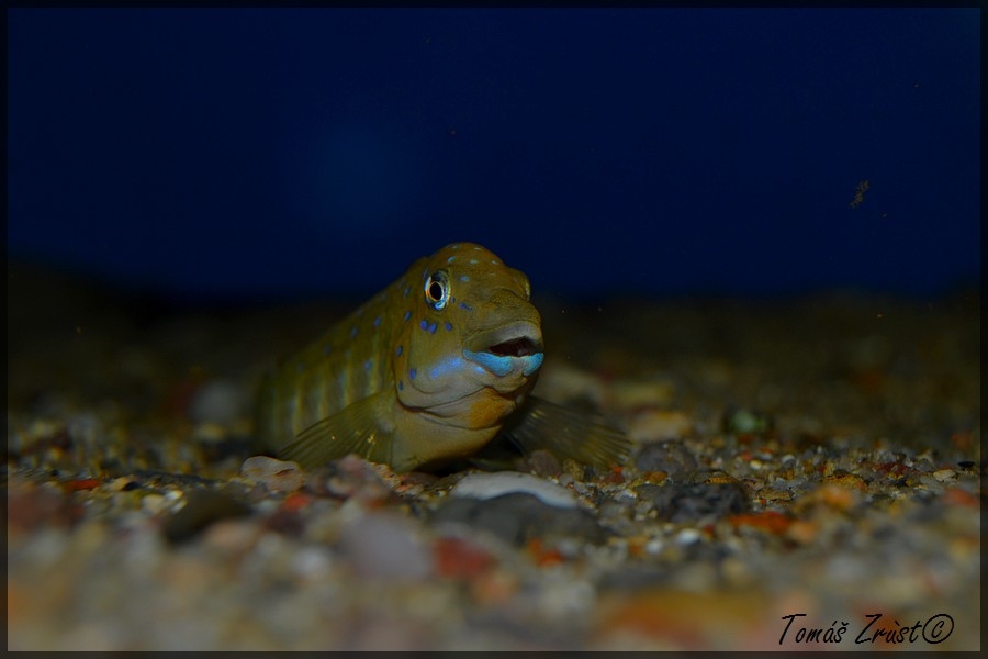 Eretmodus Cyanostictus Kasanga