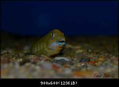 Eretmodus Cyanostictus Kasanga