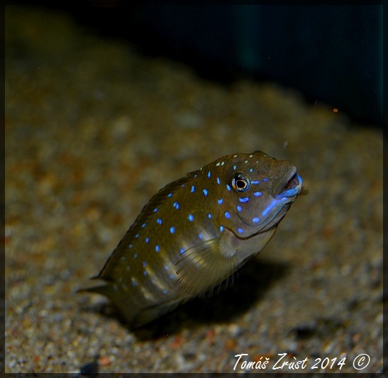 Eretmodus Cyanostictus Kasanga