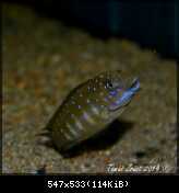 Eretmodus Cyanostictus Kasanga