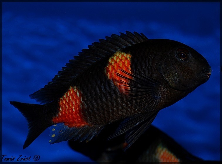 Tropheus sp. Bulu Point WF