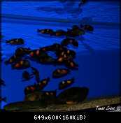 Tropheus sp. Bulu Point WF