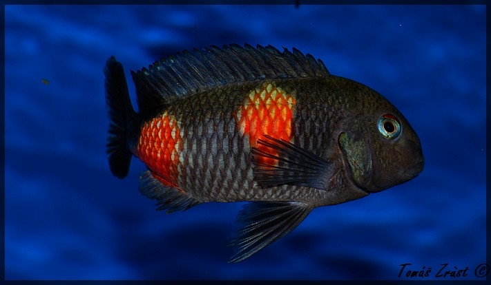 Tropheus sp. Bulu Point WF