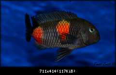 Tropheus sp. Bulu Point WF