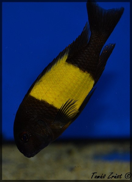 Tropheus sp. Ikola WF