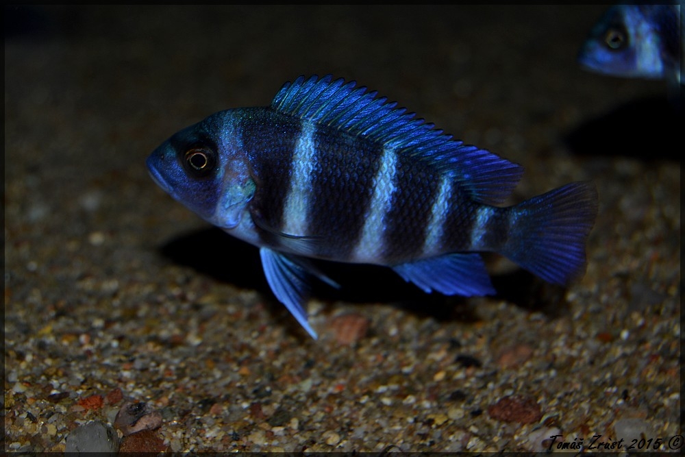 Cyphotilapia Gibberosa Blue Zaire ,, Moba´´