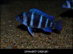 Cyphotilapia Gibberosa Blue Zaire ,, Moba´´