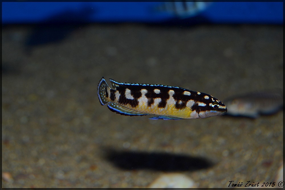 Julidochromis Transcriptus ,,Kissi´´ WF