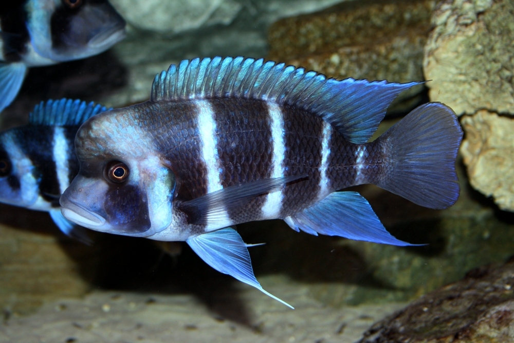 WF Cyphotilapia gibberosa "Moba"