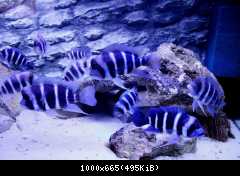 WF Cyphotilapia gibberosa "Moba"