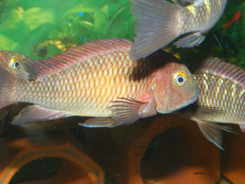 Tropheus moorii, Katoto Red Dorsal  WILD