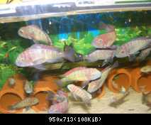 Tropheus moorii, Katoto Red Dorsal  WILD