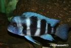 Cyphotilapia Frontosa Blue