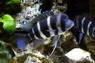 Cyphotilapia Frontosa Blue