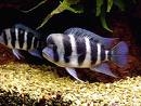 Cyphotilapia Frontosa Blue