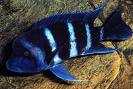 Cyphotilapia Frontosa Blue