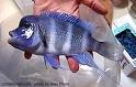 Cyphotilapia Frontosa Blue