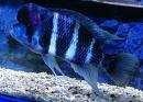 Cyphotilapia Frontosa Blue