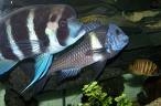 Cyphotilapia Frontosa Blue