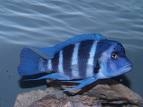 Cyphotilapia Frontosa Blue