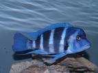 Cyphotilapia Frontosa Blue