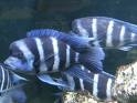 Cyphotilapia Frontosa Blue