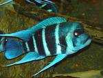 Cyphotilapia Frontosa Blue