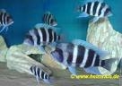 Cyphotilapia Frontosa Blue