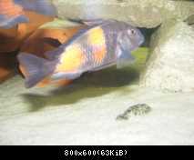 bulu2