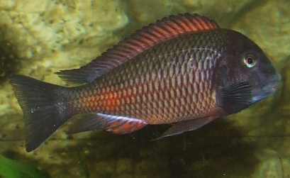 tropheus red. moliro