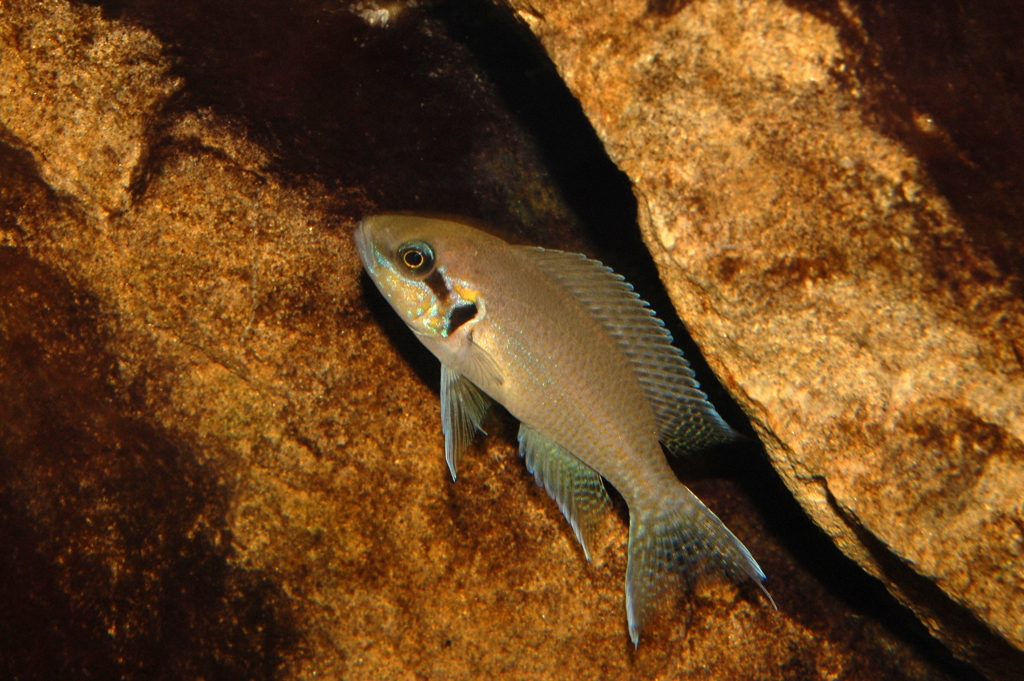 Neolamprologus brichardi