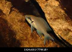 Neolamprologus brichardi
