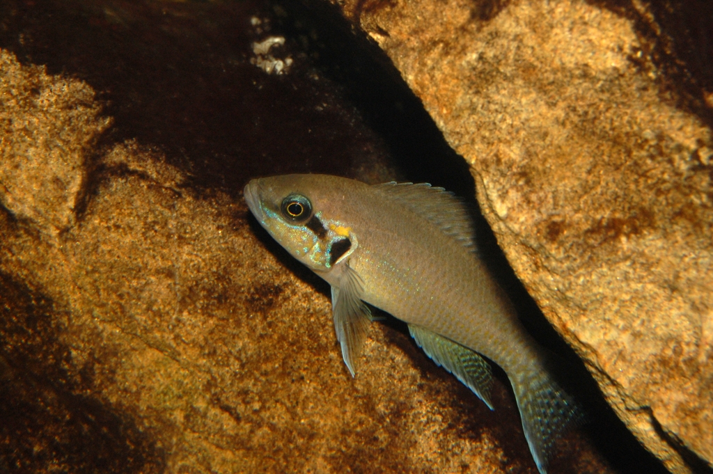 Neolamprologus brichardi