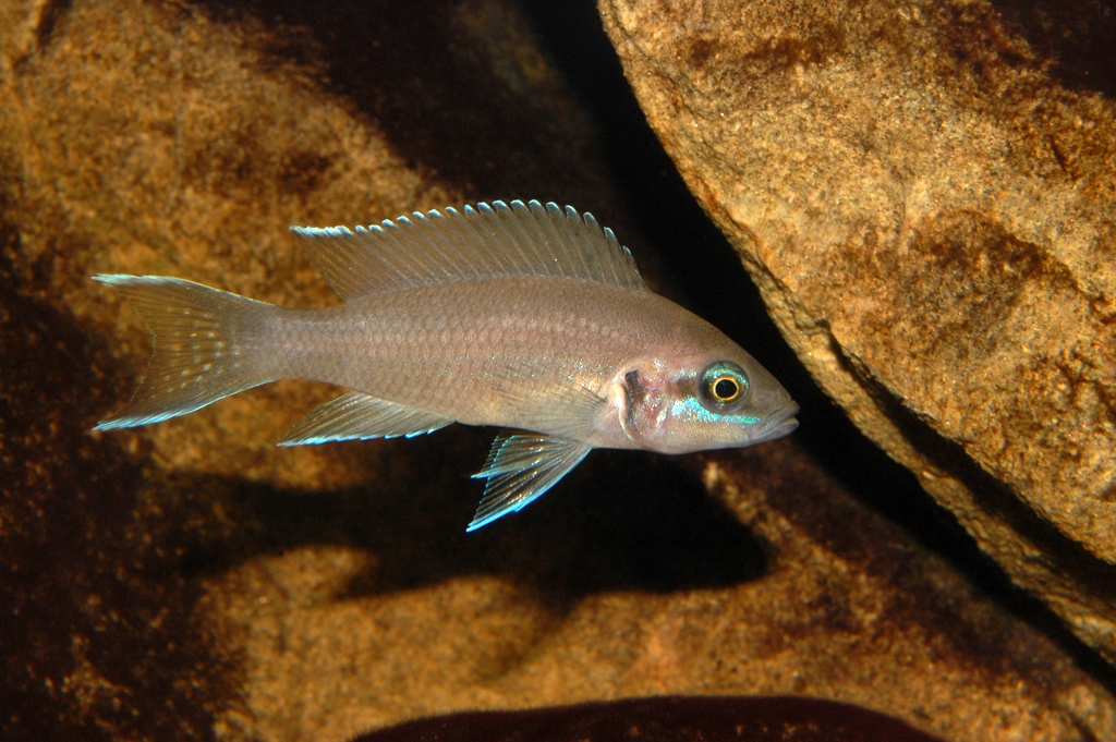 Neolamprologus brichardi