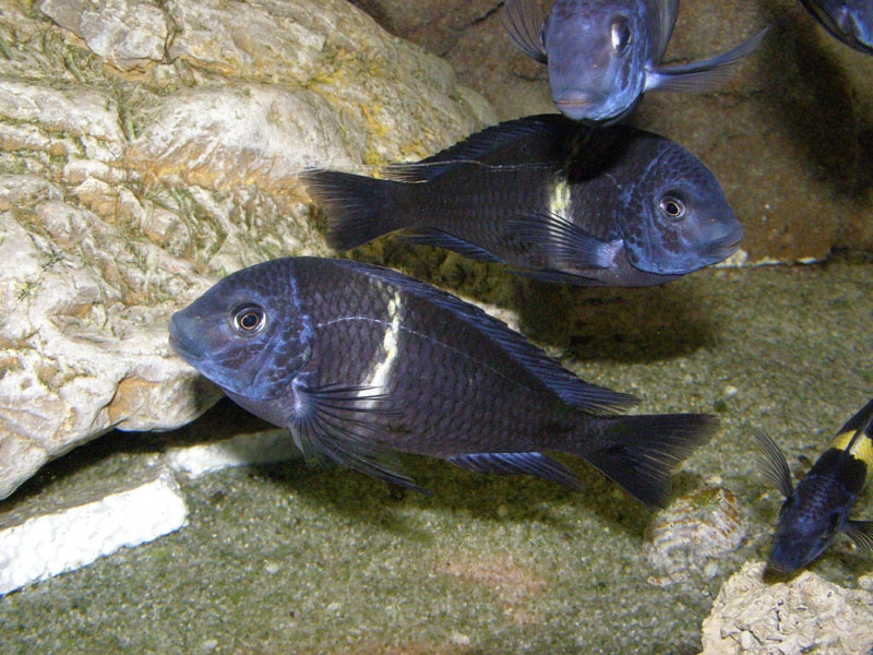 Tropheus duboisi, Maswa