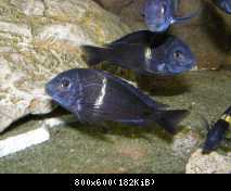 Tropheus duboisi, Maswa