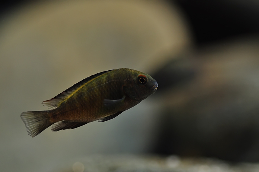 Tropheus sp. Ikola