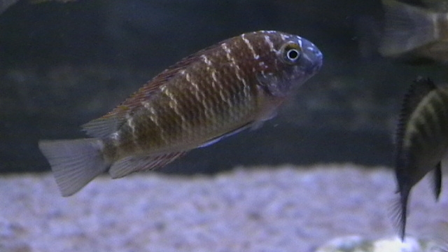 Tropheus Kasanga Red rainbow cca 4,5cm