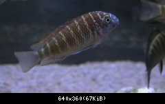 Tropheus Kasanga Red rainbow cca 4,5cm