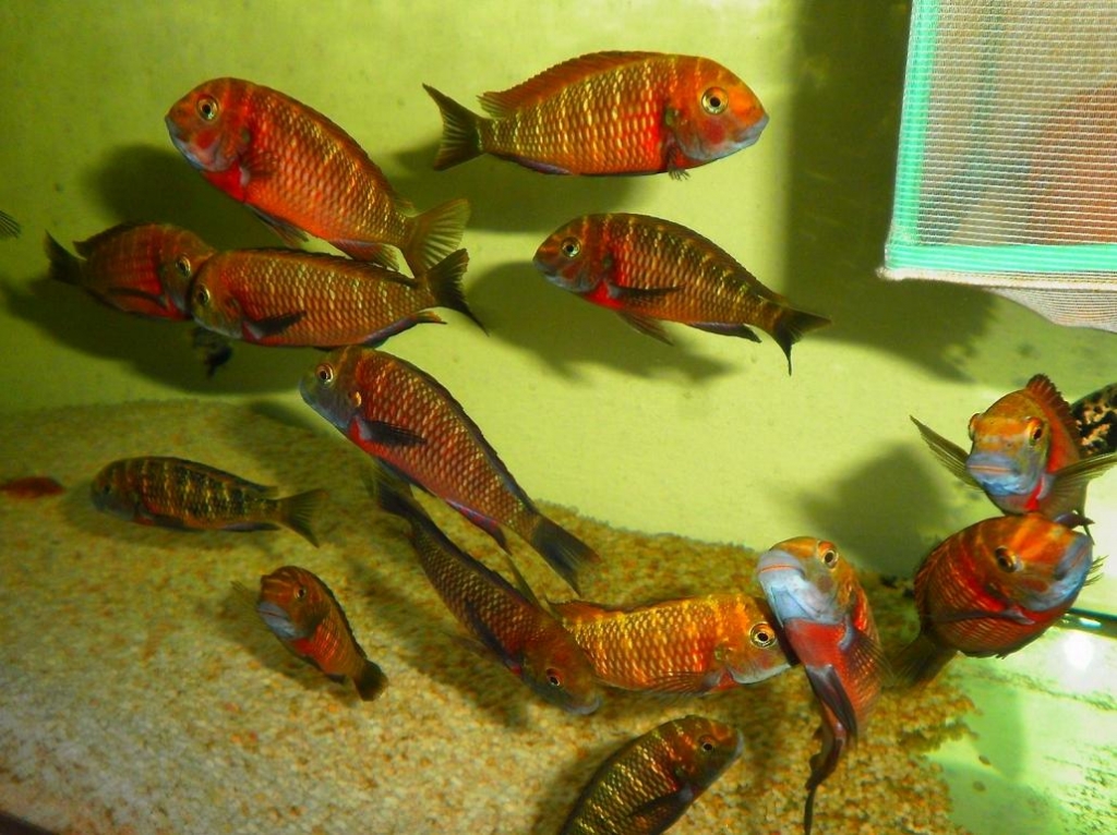 tropheus lupota