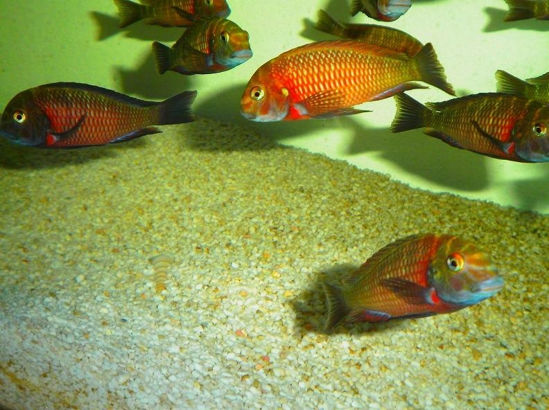 tropheus lupota