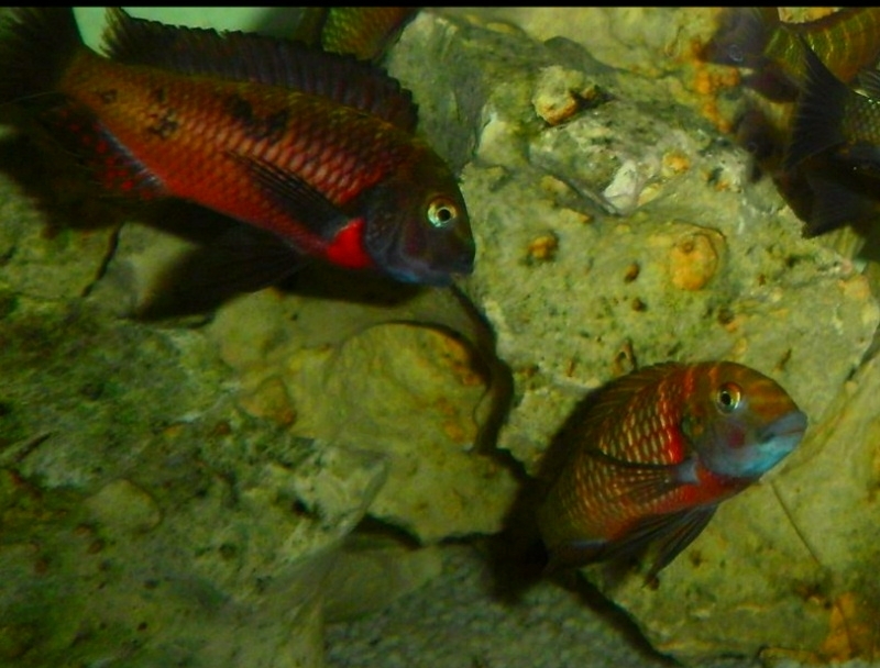 tropheus lupota