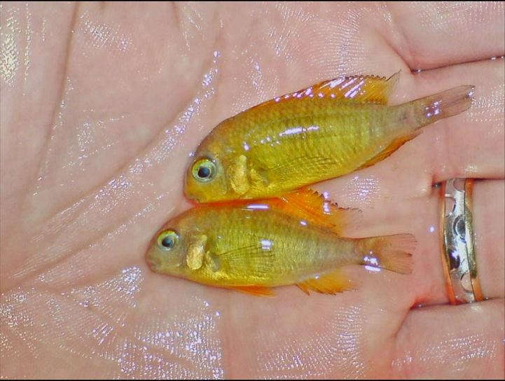 tropheus kiriza gold